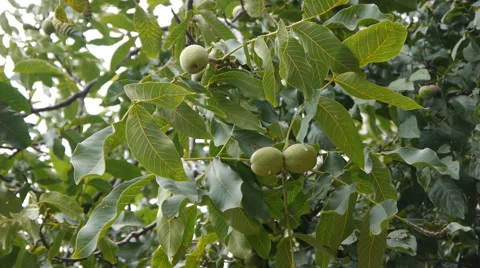 Green Walnuts On The Tree Stock Footage 65162375