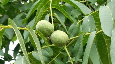 Green Walnuts on the tree Stock Footage 91375211