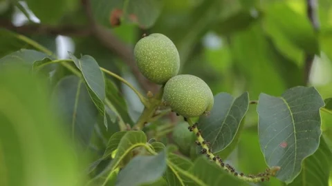 Green walnuts on the tree Stock Footage 325853012