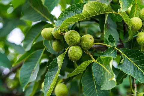 Green walnuts on a tree with large leaves and branches Stock Photos