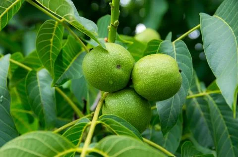 Green walnuts on tree Stock Photos