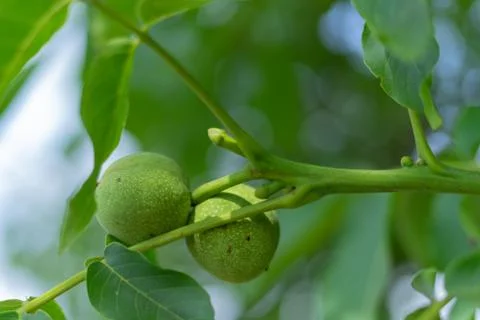Green walnuts on a tree. Stock Photos