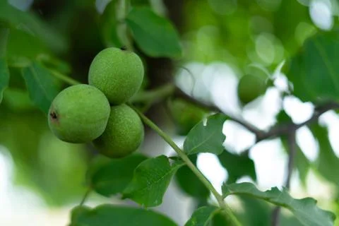 Green walnuts on a tree. Stock Photos