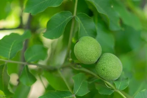 Green walnuts on a tree. Stock Photos