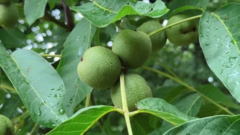 Green walnuts video slow motion Stock-Footage 277440139