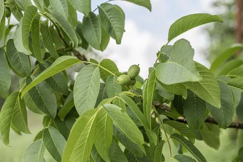 Green walnuts on walnut tree branch in nature. 写真素材