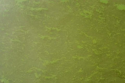 Green water algae bloom, background for design Foto stock