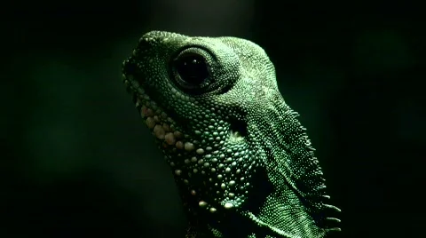 Green water dragon Stock Footage 670592