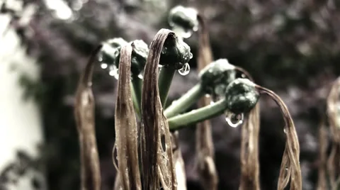 Green Water Drops.mp4 Stock Footage 28415135
