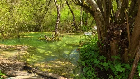 Green water flows softly through mossy rocks. Balkan, Eastern Europe, POV Video stock 333589365