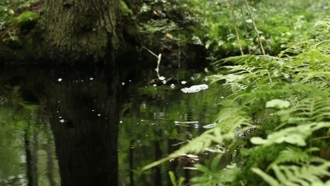 Green water Stock Footage 84177913