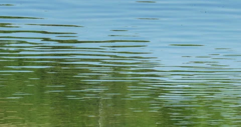 Green water forest reflection in river water Stock Footage 113877350