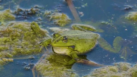 Green water frog (likely pool or marsh frog) floating in algae on the Ros River, Stock Footage 326386736