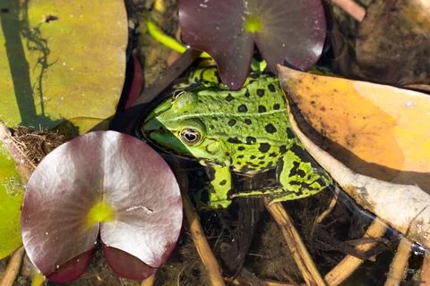 Green Water frog sitting between a lily pad. Stock Photos