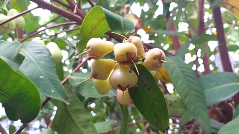 Green water guava fruit on the tree is rotten because of fruit flies. Vidéo 280452543