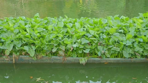 Green water hyacinth is in the pond. Stock Footage 210833652