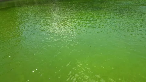 Green water on the lake Video stock 274482604