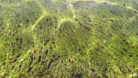 Green water - light reflecting off the surface and passing through translucent Stock Footage 218603318