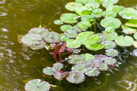 Green water lilies float on the surface of the water Stock Photos