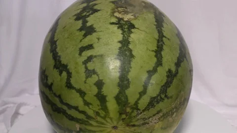 Green water melon moving on white base and surface in circular Video stock 111887894