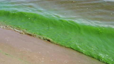 Green water in the river from algae. Stock-Footage 138758224