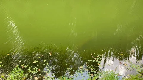 Green water surface with algae and ripples near shore Stock Footage 339889748