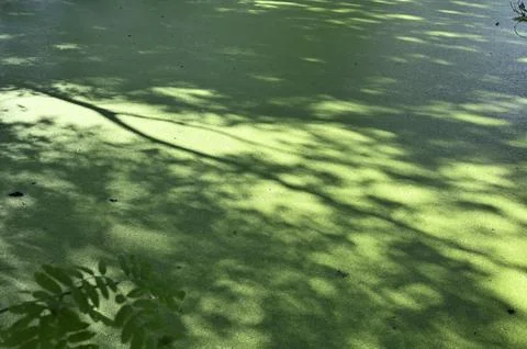 A green water surface covered with algae Stock Photos