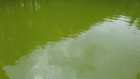 Green water surface Stock Footage 238722519