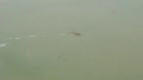 Green Water Surface Vidéo 333919628