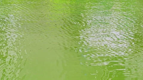 The green water surface has small ripples on a sunny day. Stock Footage 171763411
