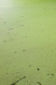 Green Water Surface Stock Photos