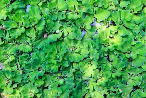 Green water weeds pattern Stock Photos