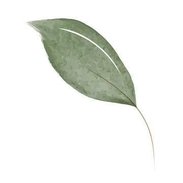 Green watercolor leaf on a plain white background Stock Illustration