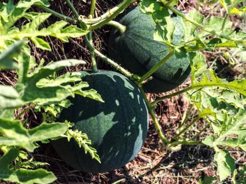 Green watermelon on a bed. Stock-Fotos