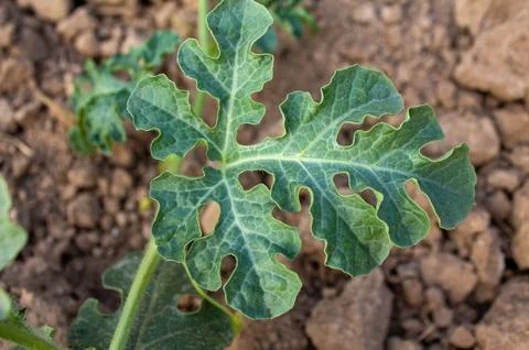 Green watermelon leaf close up Stock Photos