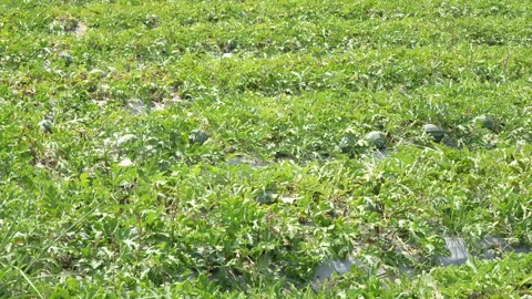 Green watermelons on the field. Video stock 333373548