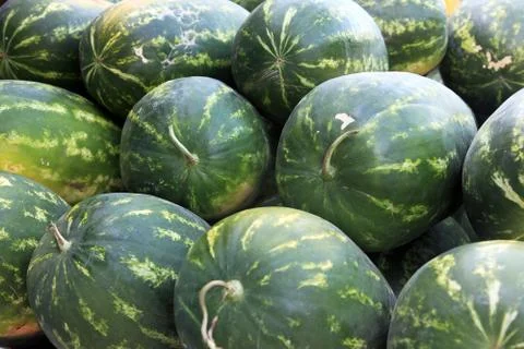 Green watermelons Stock Photos
