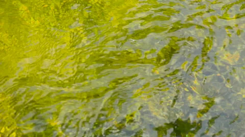 Green waters river surface, cloudy and sunny Stock Footage 57459394