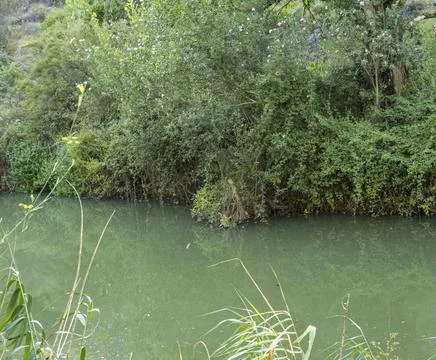 Green waters of Serpis River flow past flowering plants near Beniarres in a.. Stock Photos
