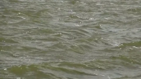 Green waves on the IJsselmeer Video stock 80477658