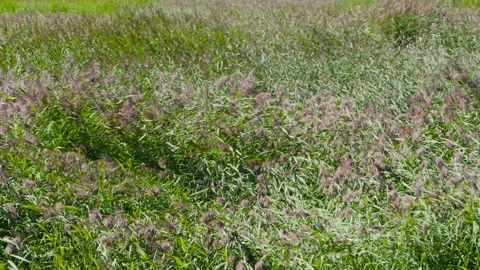 Green waves wind sways of reeds Stock Footage 149148785