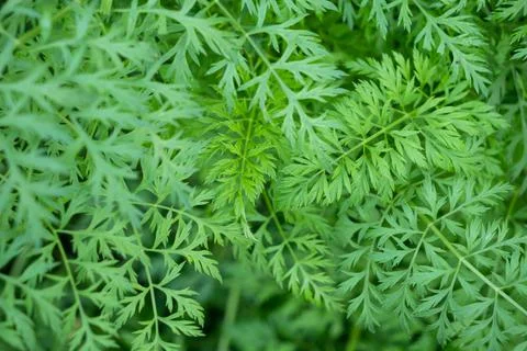 Green wavy leaf background Stock Photos
