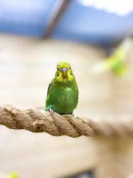 Green wavy parrot Stock Photos