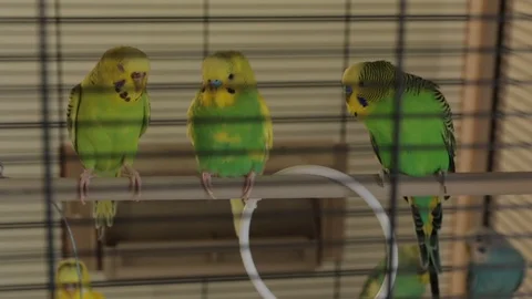The Green Wavy Parrots Stock Footage 89707510