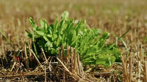 Green Weed Growing Among Dry Cereal Stubble 1 Stock Footage 345313239