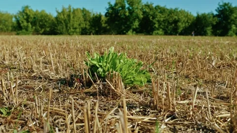 Green Weed Growing Among Dry Cereal Stubble 2 库存影片 345313264