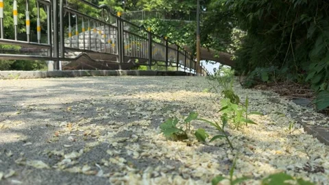 Green Weed Growing Through Cracked Concrete with Fallen Yellow Blossoms Stock Footage 339272109