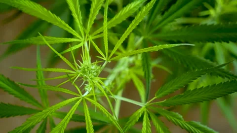 Green weed Marijuana tree cannabis plant narcotic herbal in CBC greenhouse Video stock 263283208