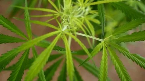 Green weed Marijuana tree cannabis plant narcotic herbal in CBC greenhouse Видео 263283304