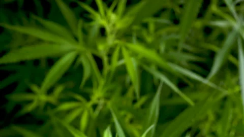 Green weed Marijuana tree cannabis plant narcotic herbal in CBC greenhouse Video stock 263283308